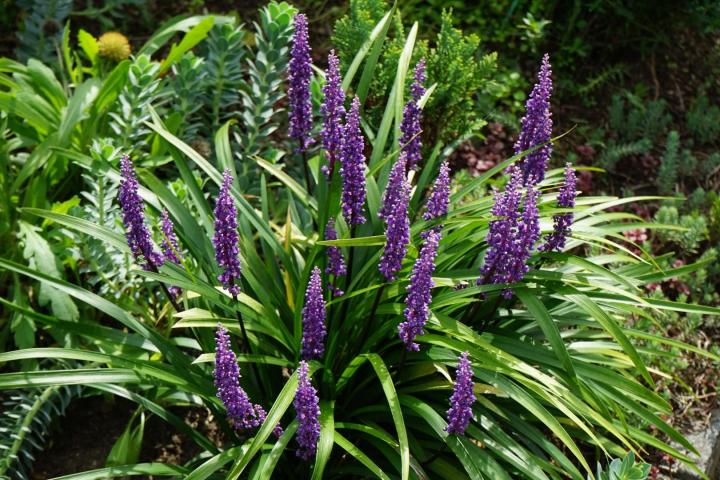 Liriope muscari 'Moneymaker'