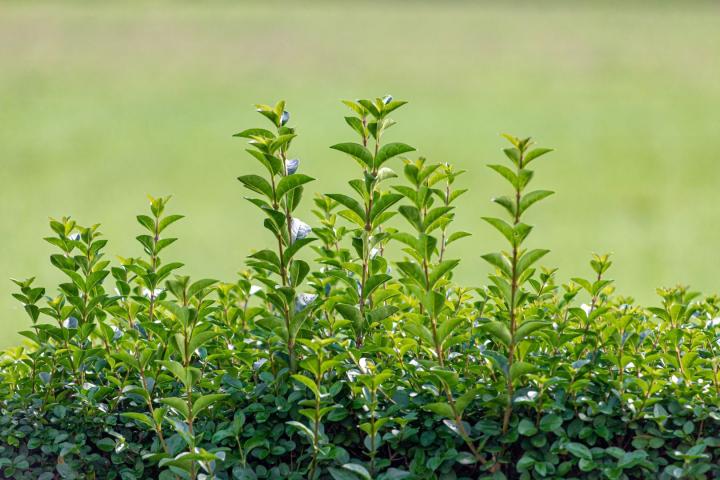 Ligustrum ovalifolium