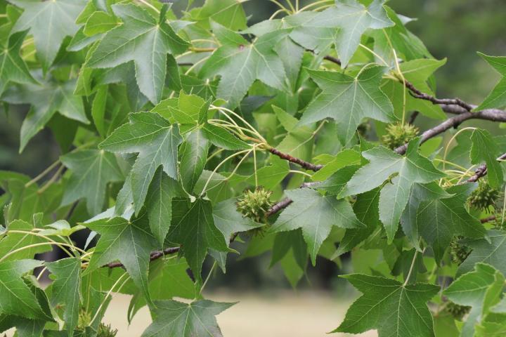 Liquidambar styraciflua (GEVEERD)