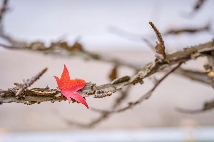 Liquidambar styraciflua (GEVEERD)