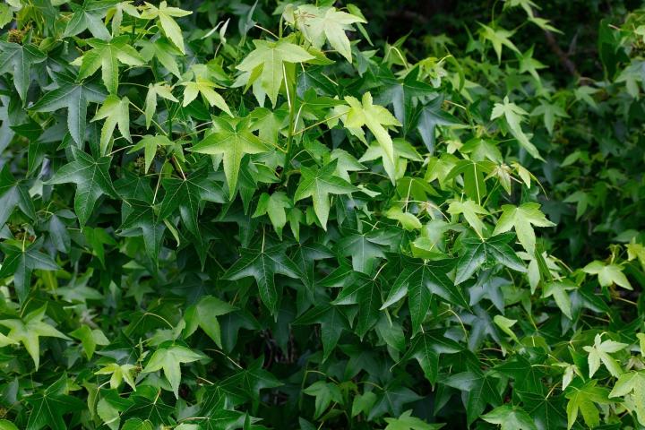 Liquidambar styraciflua 'Worplesdon'