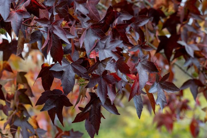 Liquidambar styraciflua 'Worplesdon'