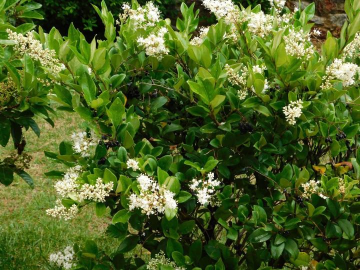 Ligustrum jap. texanum