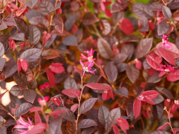 Loropetalum chinense 'Fire Dance'