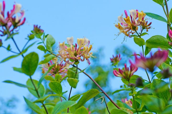 Lonicera henryi