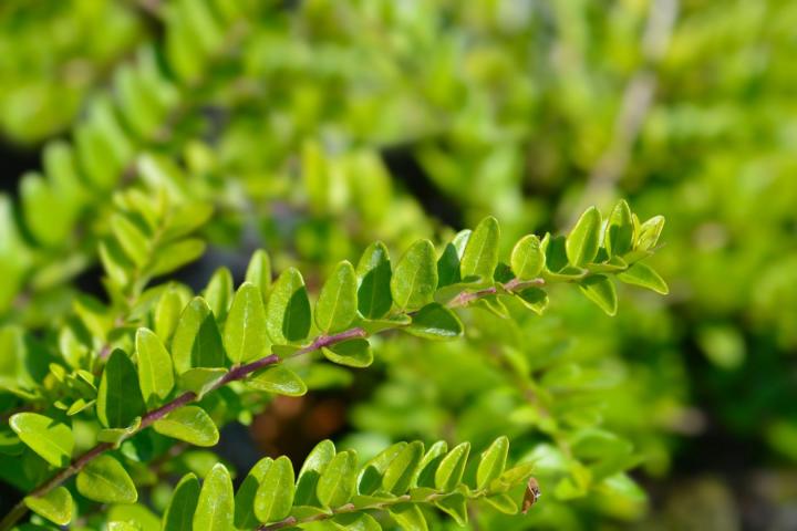 Lonicera nit. 'Elegant'