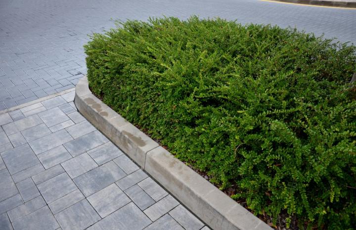 Lonicera nit. 'Elegant'