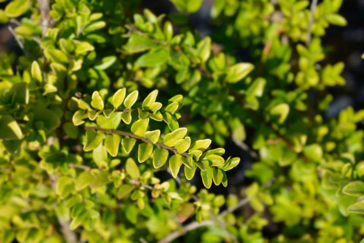 Lonicera nit. 'Maigrun'