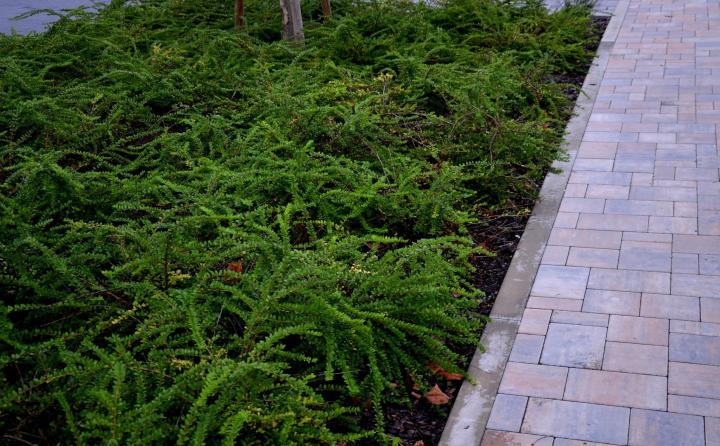 Lonicera nit. 'Maigrun'