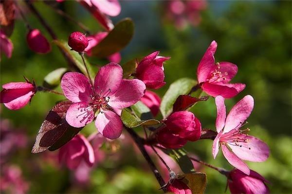 Malus 'Coccinella'