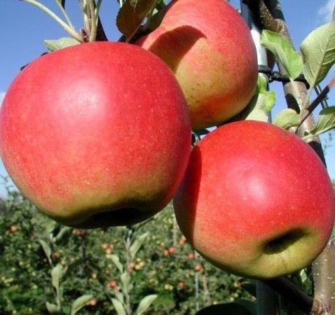 Malus d. 'Santana'