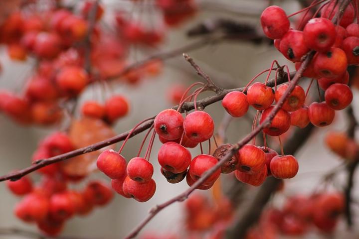 Malus 'Red Sentinel'