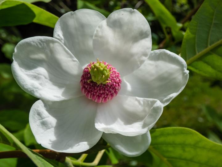 Magnolia sieboldii