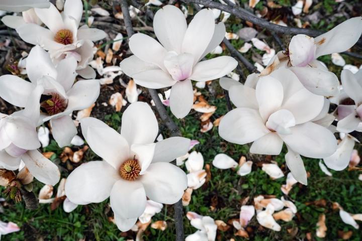 Magnolia soul. 'Alba Superba'
