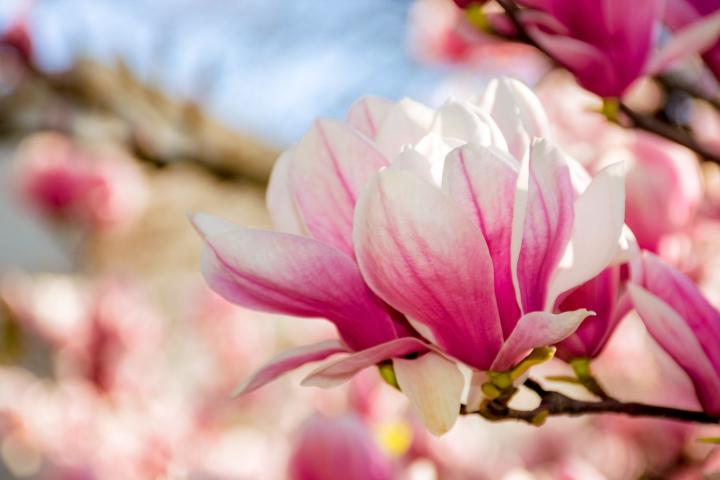 Magnolia soulangiana