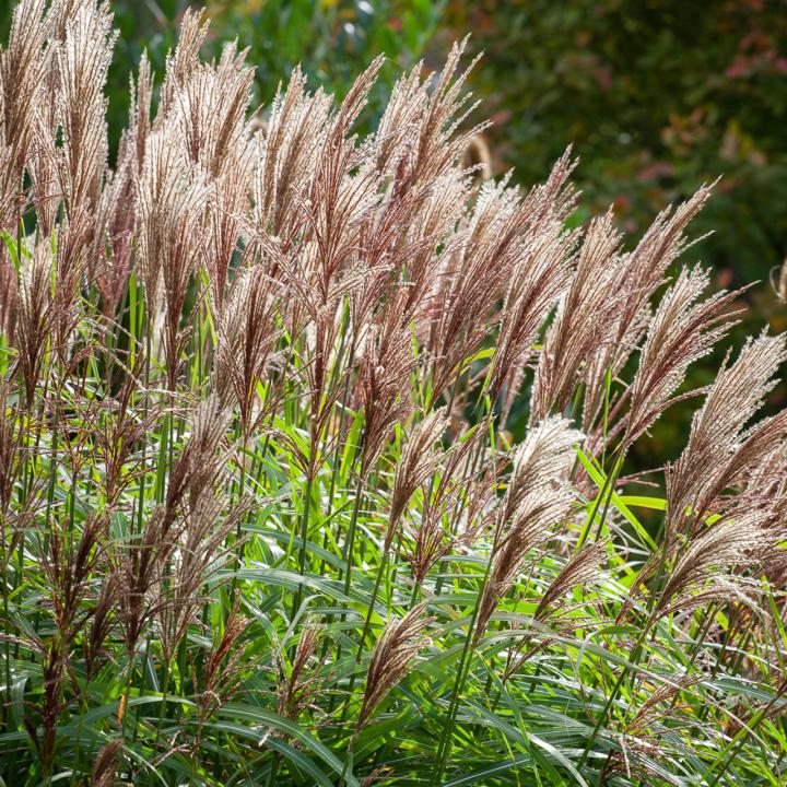 Miscanthus sin. 'Malepartus'