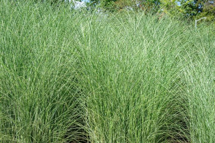 Miscanthus sin. 'Morning Light'
