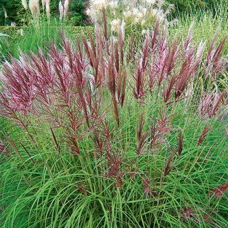 Miscanthus sin. 'Red Chief'