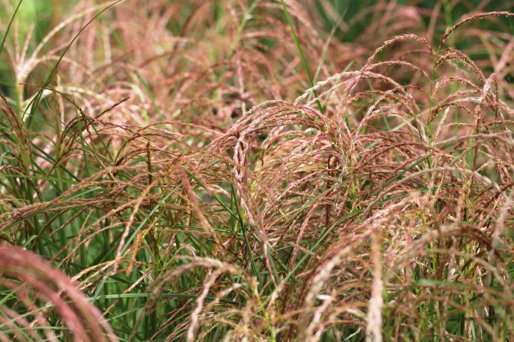Miscanthus sin. 'Red Cloud'