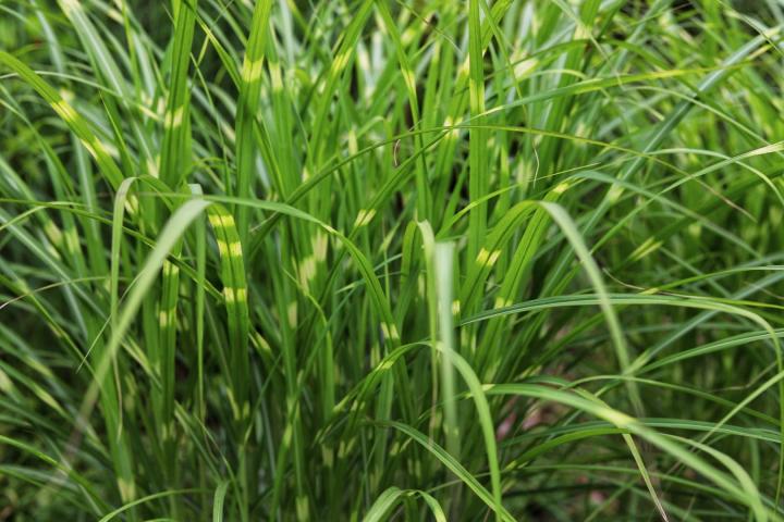 Miscanthus sin. 'Strictus'