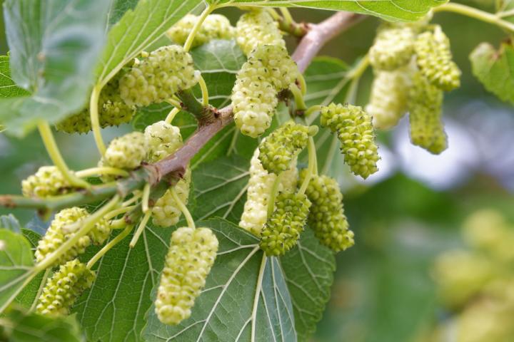 Morus plat. 'Fruitless'