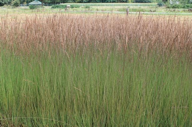Molinia caer. 'Edith Dudzuss'