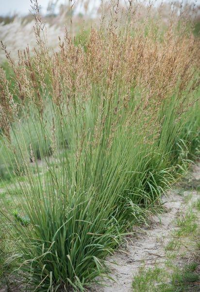 Molinia caer. 'Heidebraut'