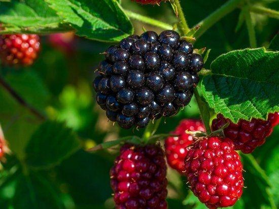 Morus rot. 'Bonbonberry Mojo Berry'