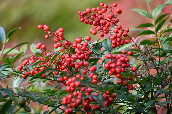 Nandina domestica