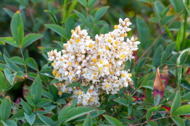 Nandina domestica