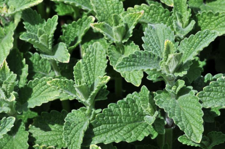 Nepeta faassenii 'Six Hills Giant'