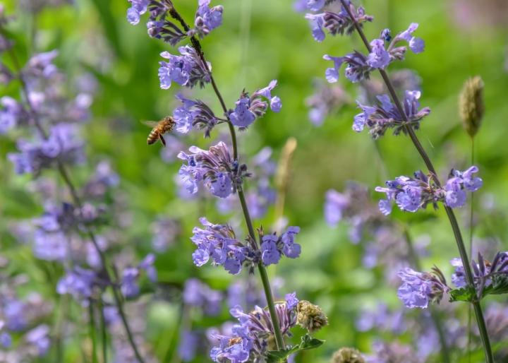 Nepeta faassenii 'Walker's Low'