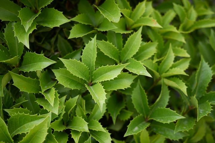 Osmanthus aquifolium