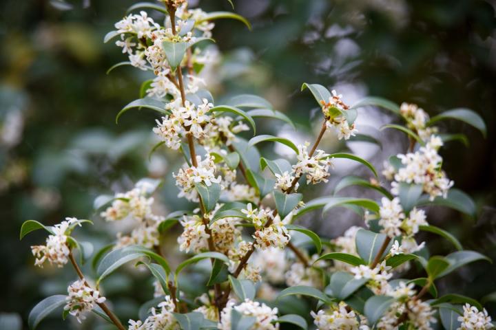 Osmanthus burkwoodii