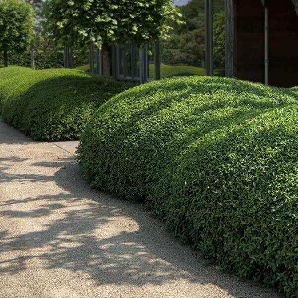 Osmanthus burkwoodii