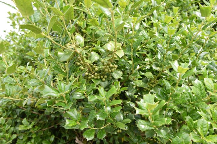 Osmanthus heterophyllus