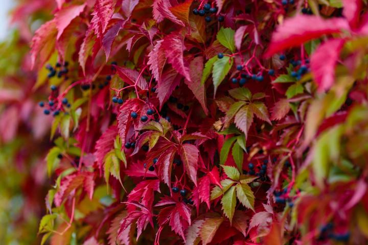 Parthenocissus quinquefolia