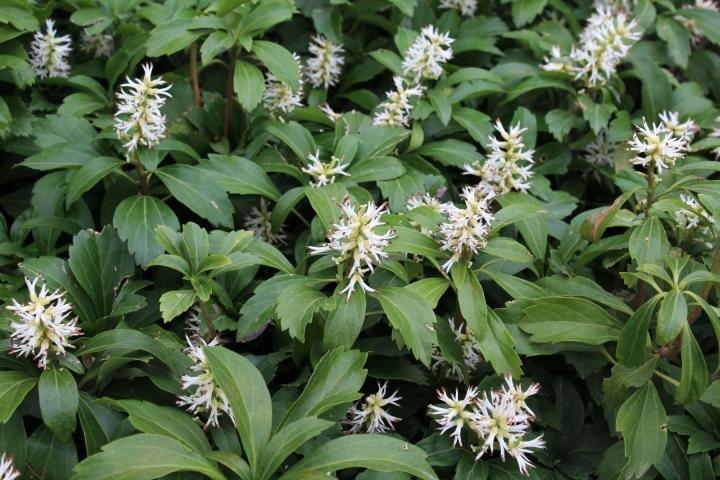 Pachysandra terminalis