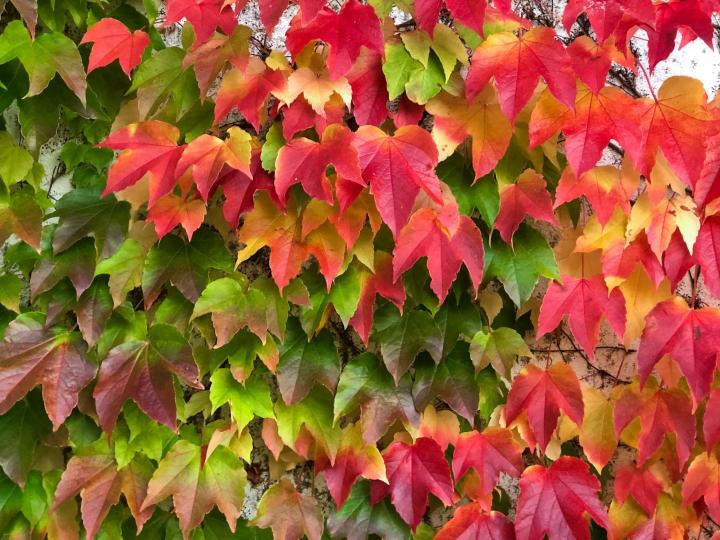Parthenocissus tr. 'Veitchii'