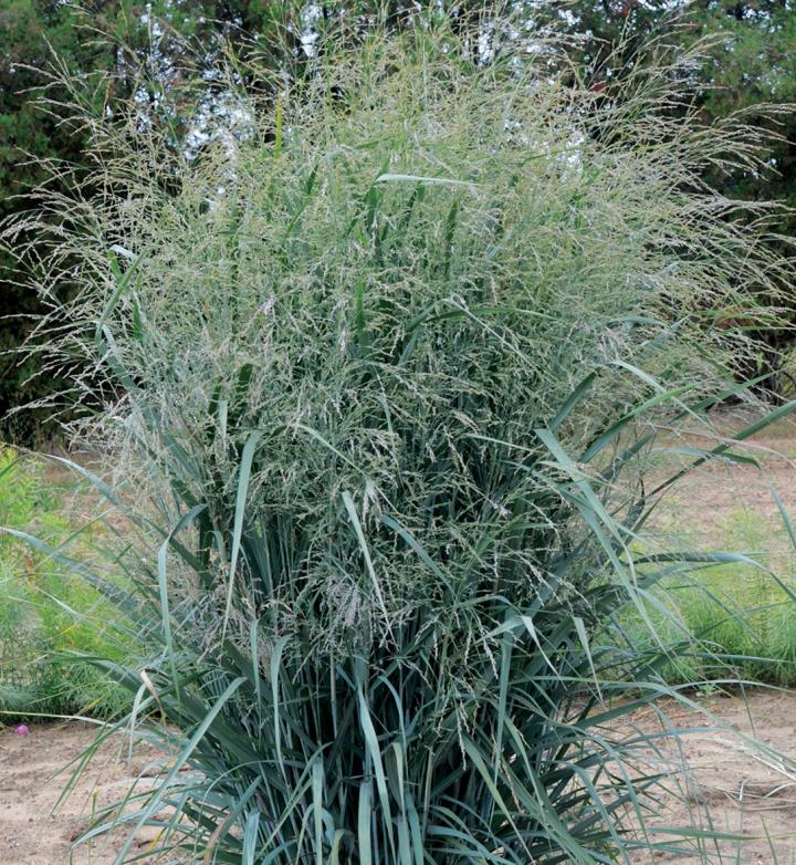 Panicum virgatum 'Blue Fountain'