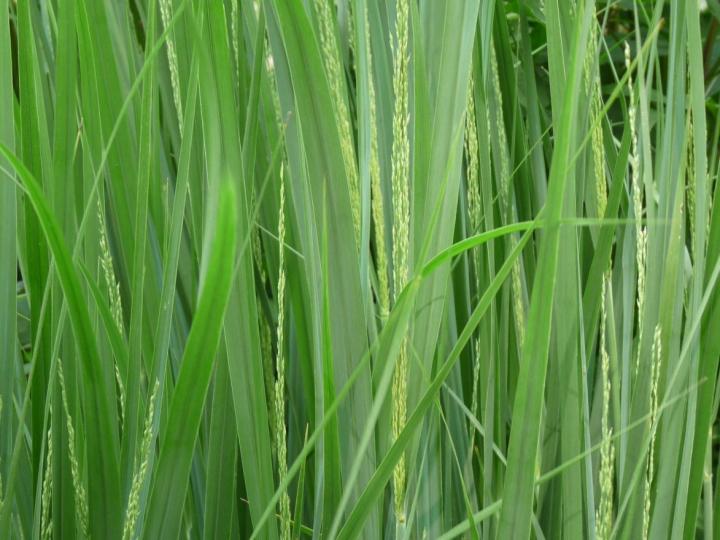 Panicum virgatum 'Northwind'