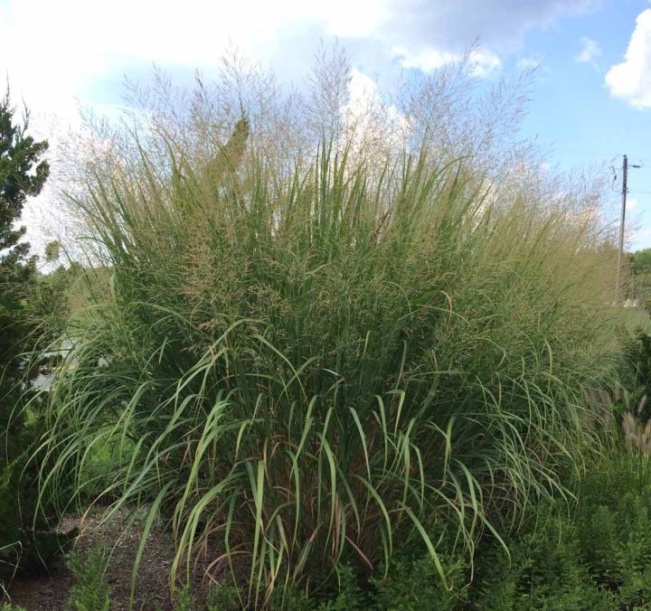 Panicum virgatum 'Thundercloud'