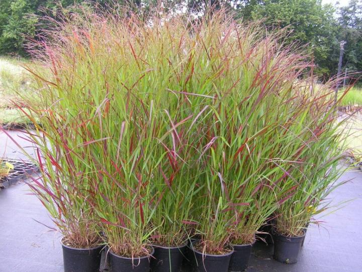 Panicum virg. 'Squaw'
