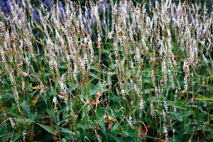Persicaria ampl. 'Alba'