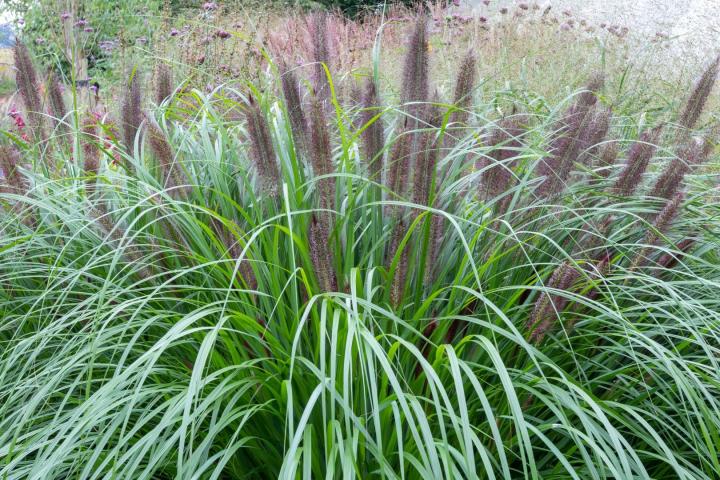 Pennisetum alop. 'Black Beauty'