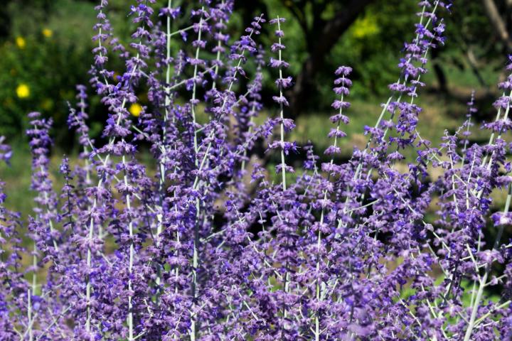 Perovskia atripl. 'Blue Spire'