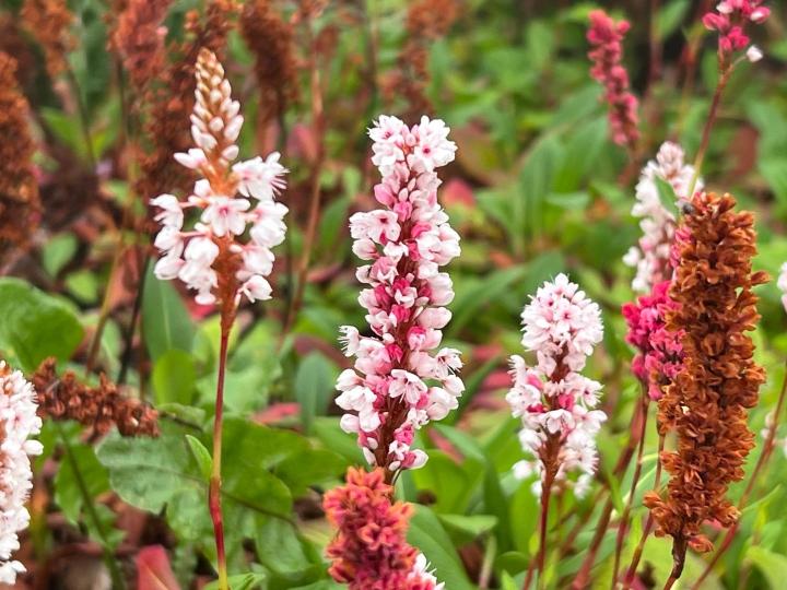 Persicaria affinis 'Darjeeling Red'