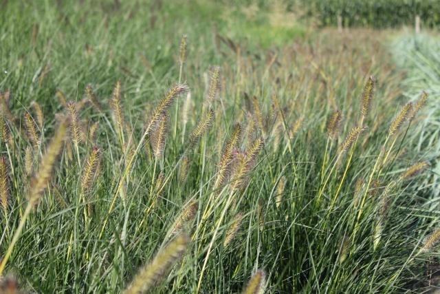 Pennisetum alop. 'Gelbstiel'