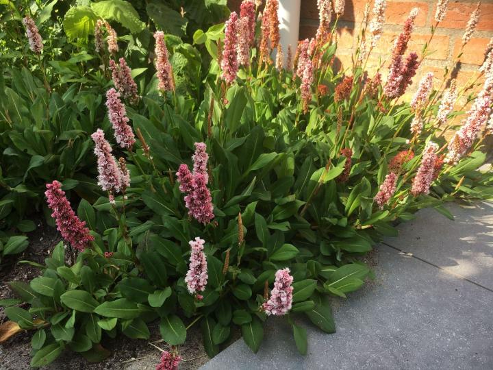 Persicaria affinis 'Kabouter'