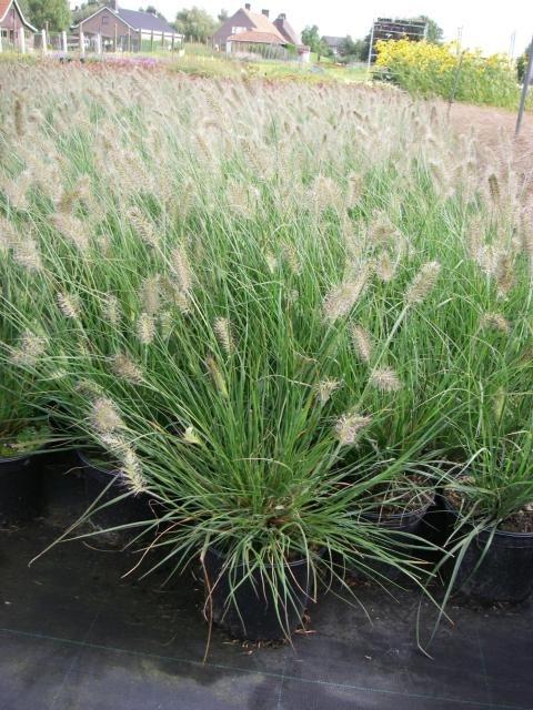 Pennisetum alopecuroides